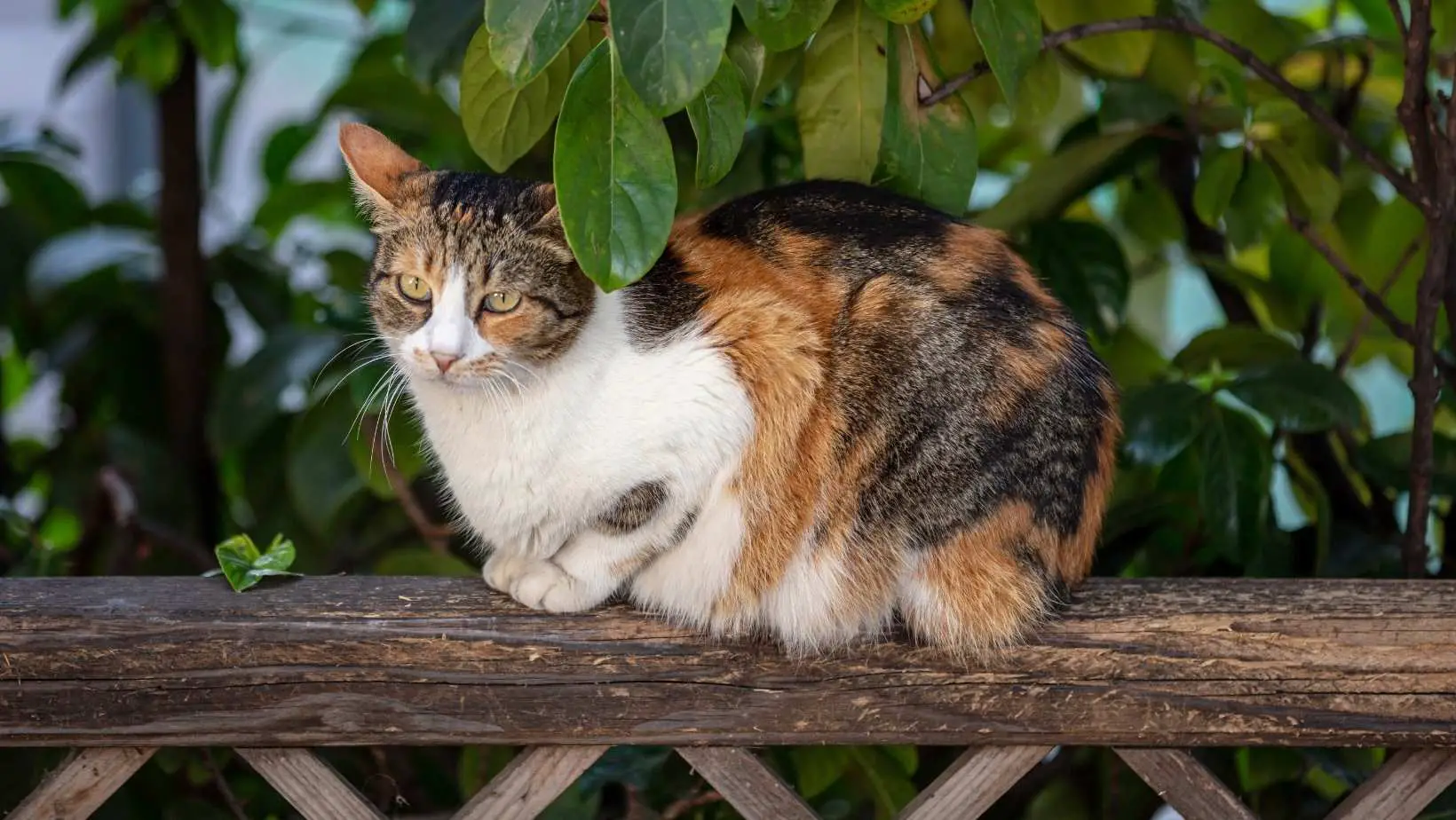 Are Domestic Shorthair Cats Hypoallergenic?