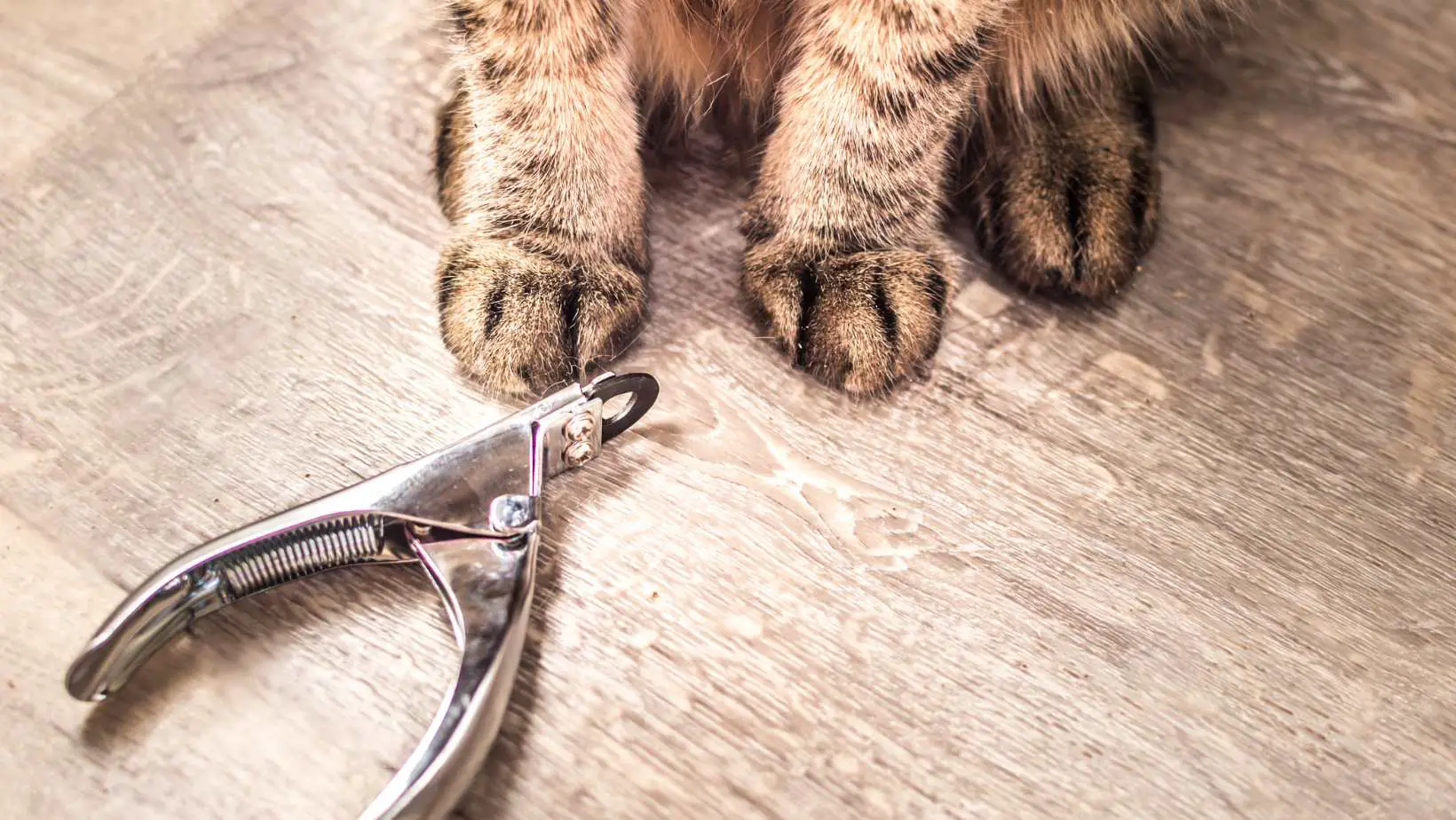How Often Should I Trim My Cats Nails?