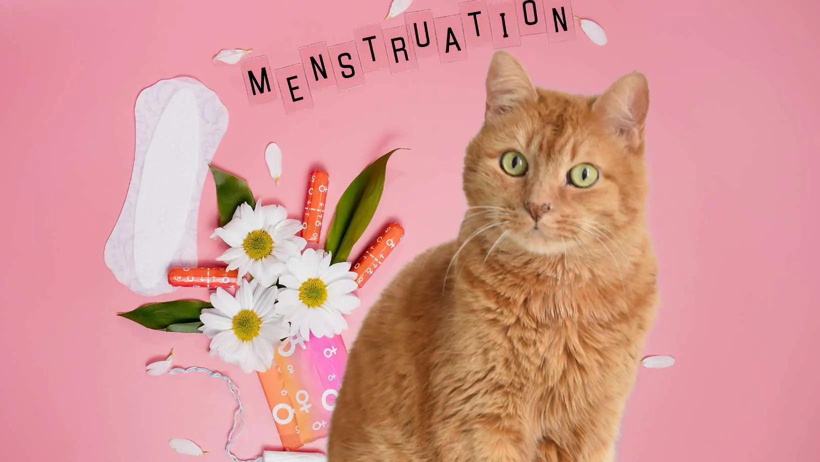 Do Girl Cats Have Periods?