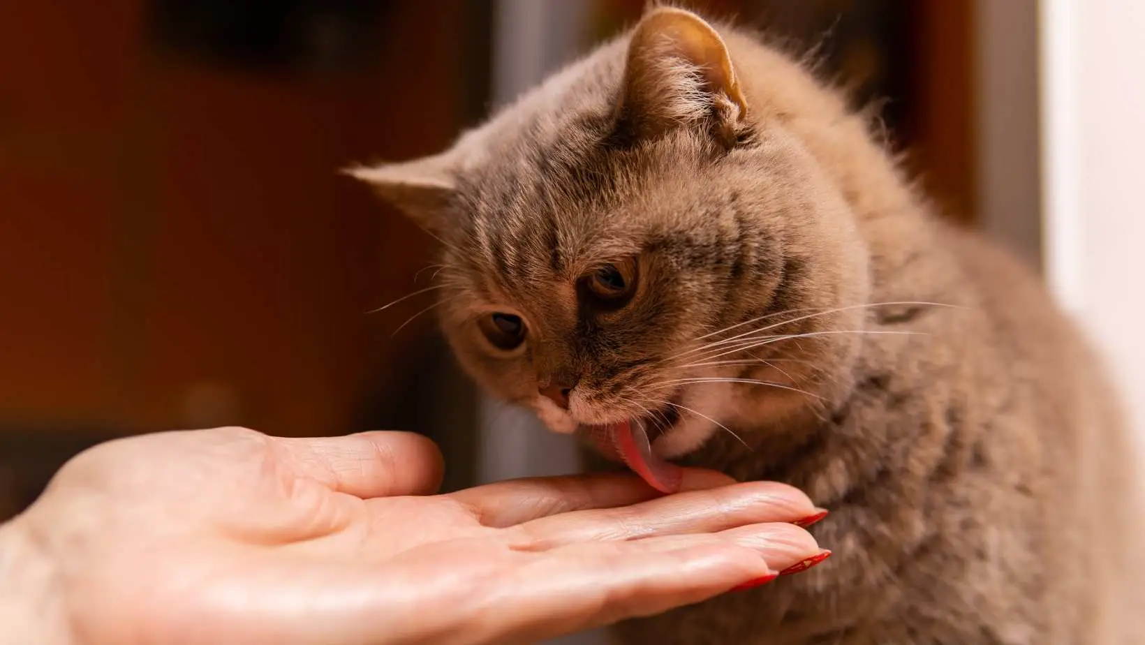 What does it mean when your cat licks you?