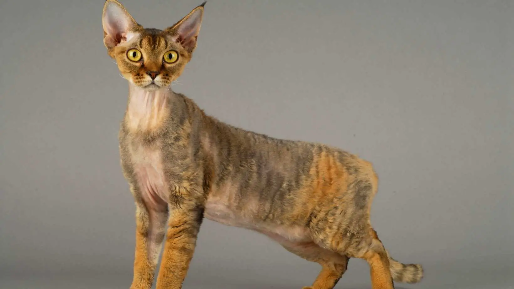 Devon Rex Cat Breed