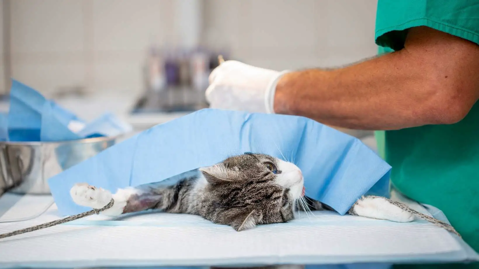 What does a male cat look like after being neutered?