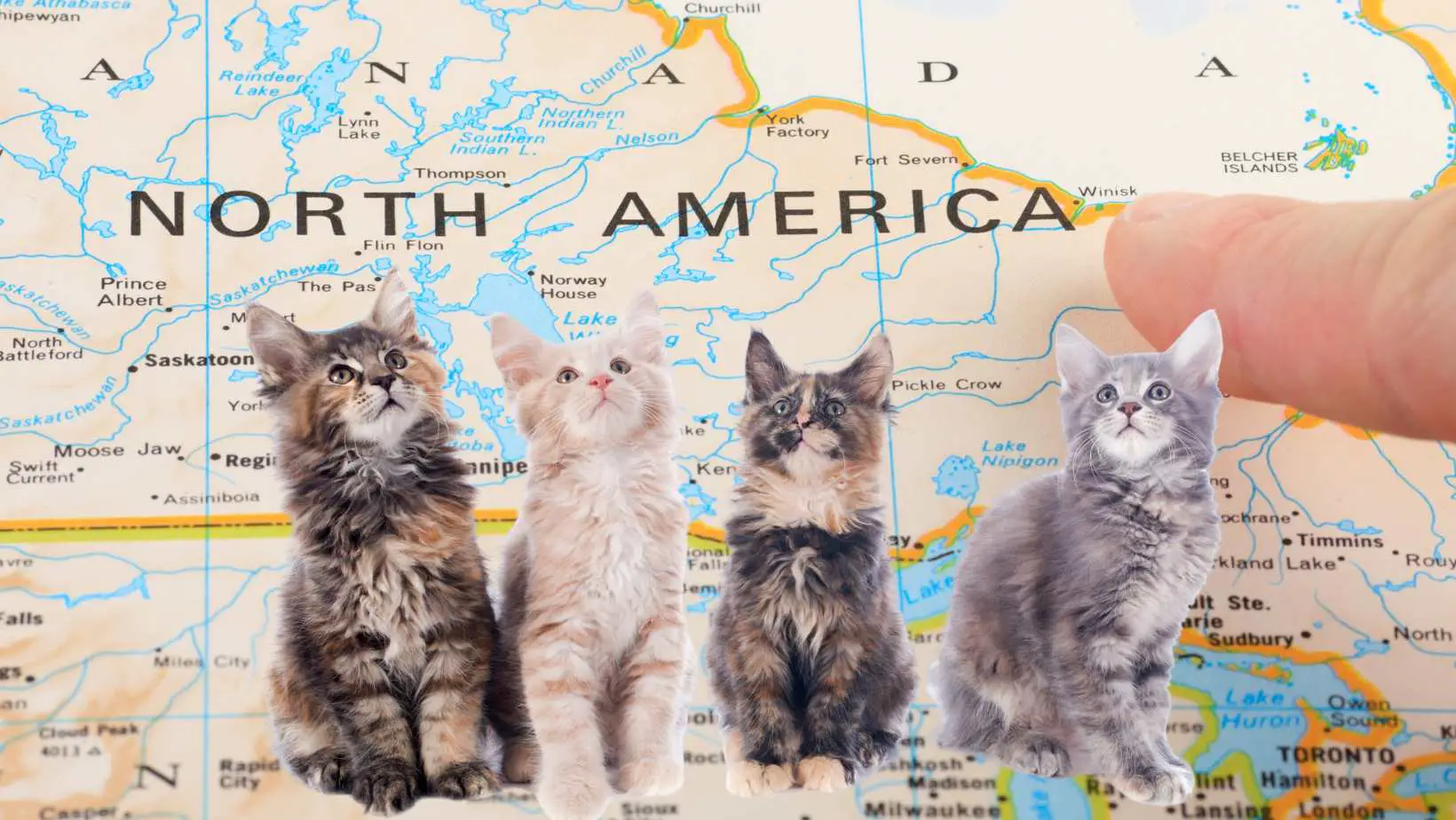 Are Cats Native to North America?