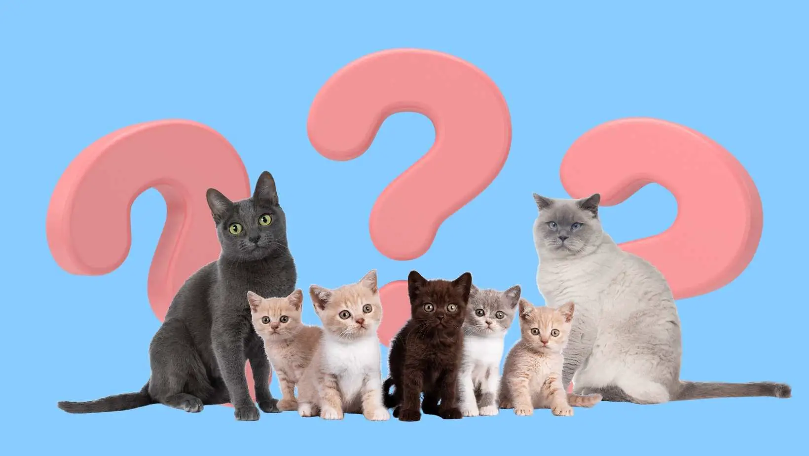 What is my cat breed quiz?