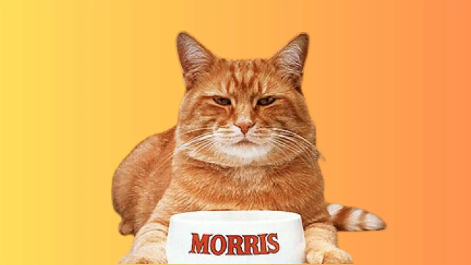 Morris the cat was made famous by what brand of cat food?