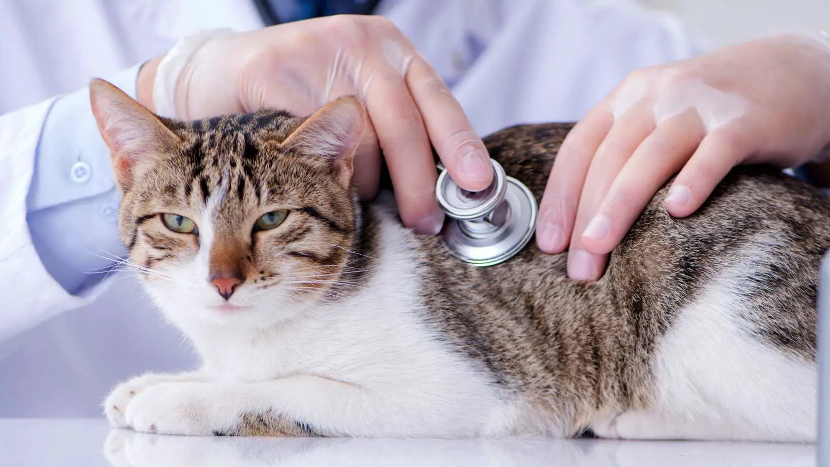 How Much Are Vet Visits for Cats?