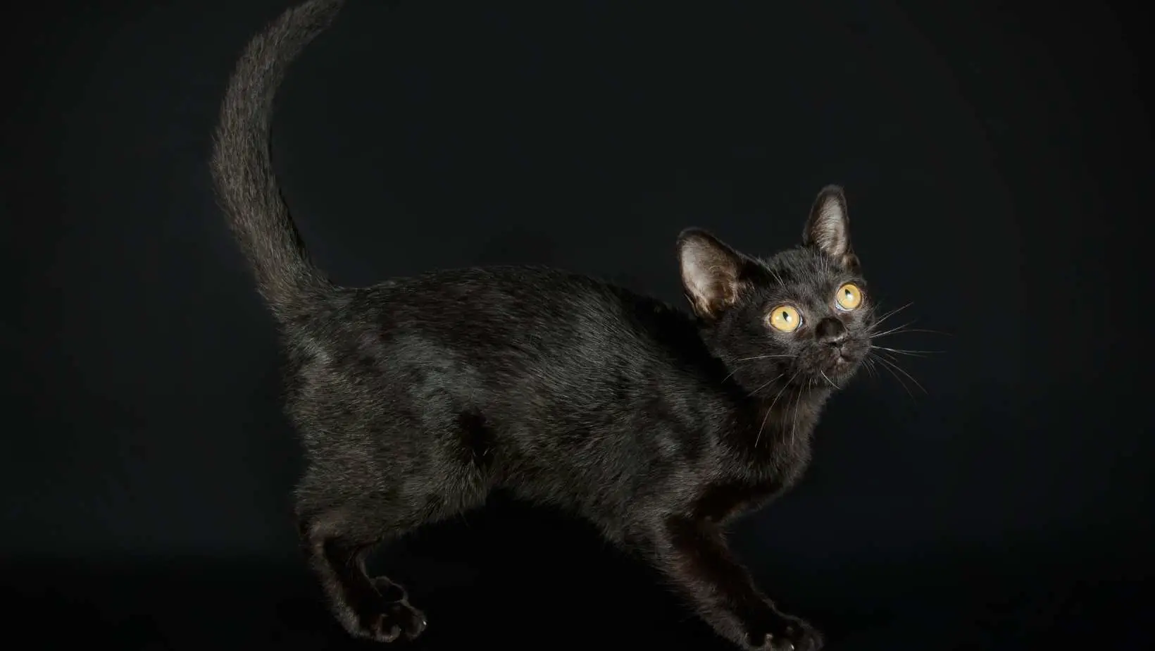 All You Need to Know About Bombay Cats