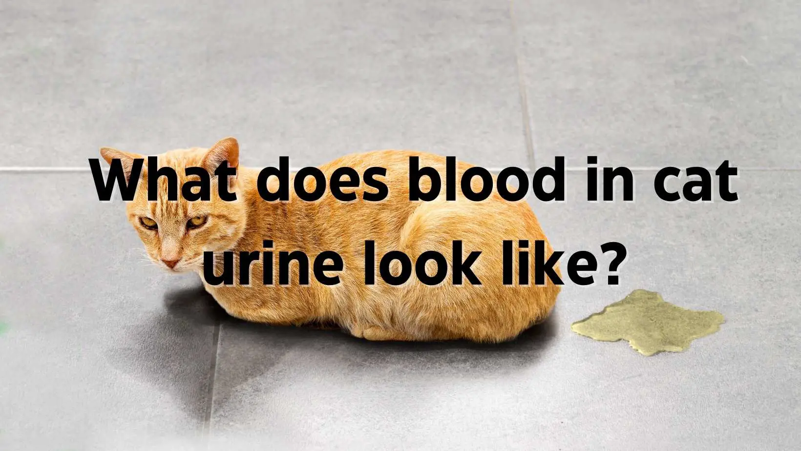 What does blood in cat urine look like?