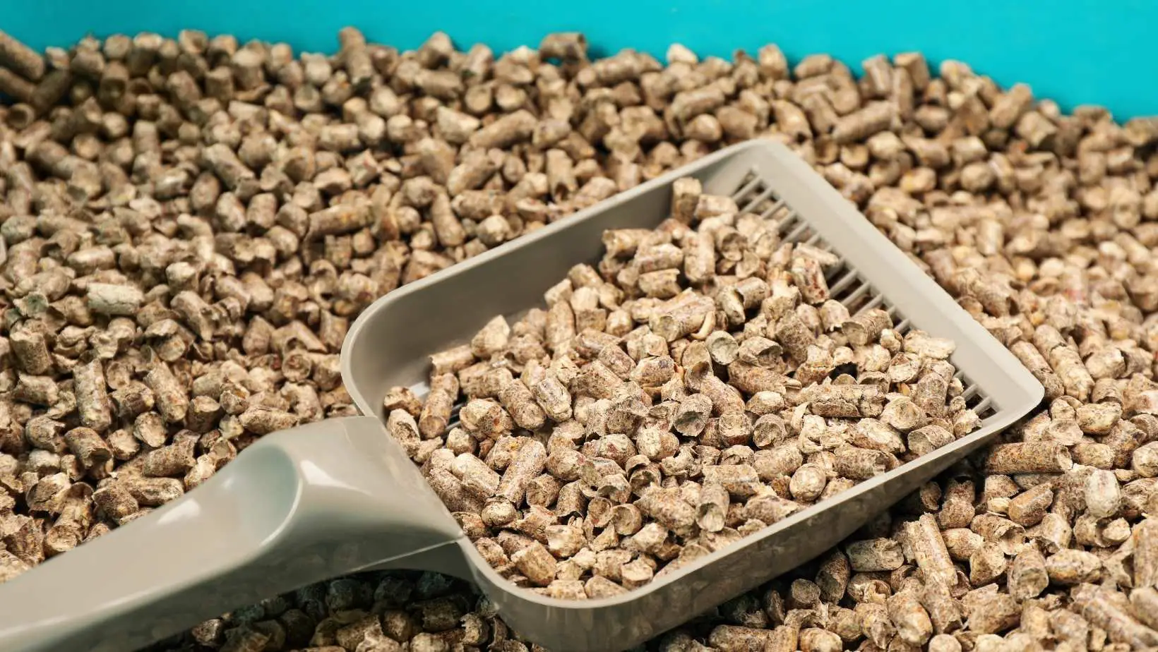 The Best Non-Tracking Cat Litter: Buyer Guide and Reviews