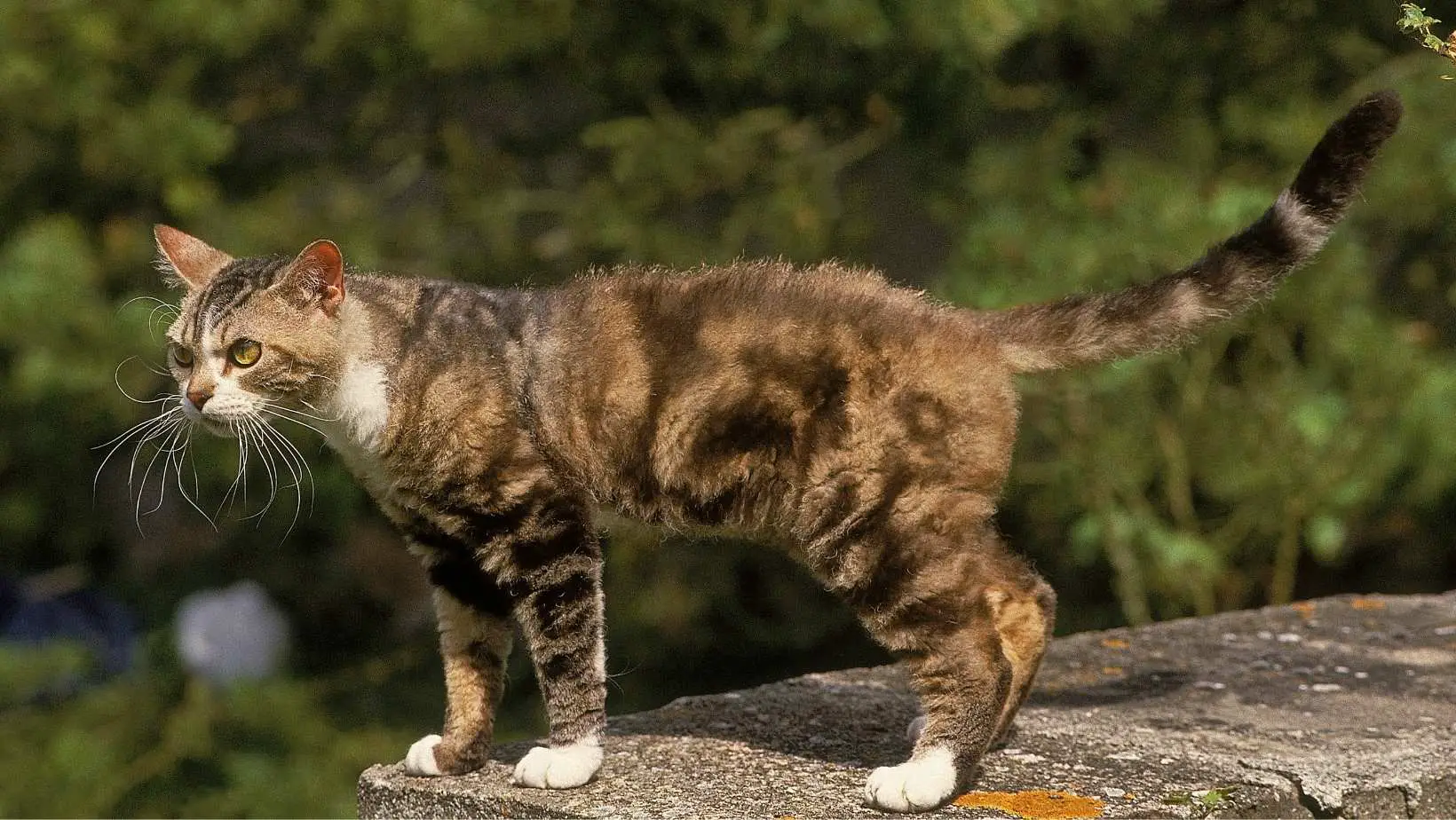 American Wirehair Cat Breed