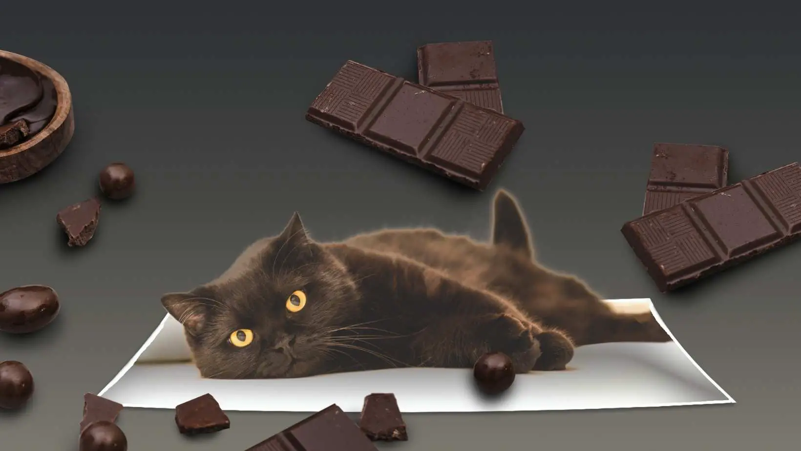 What happens if the cat eats chocolate?