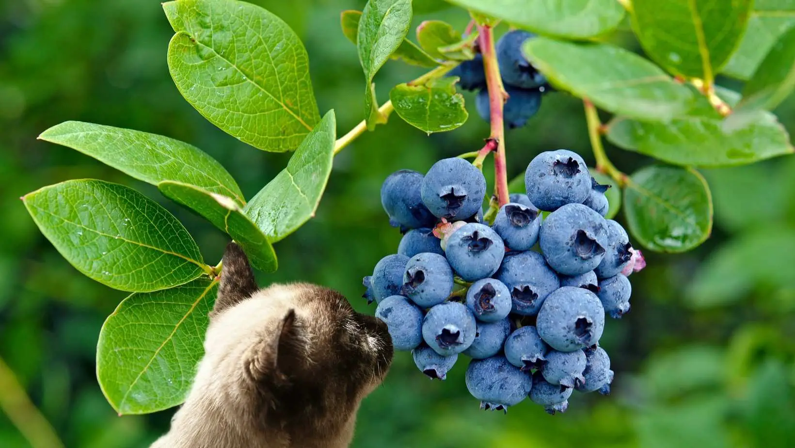 Can Cats Eat Blueberries?