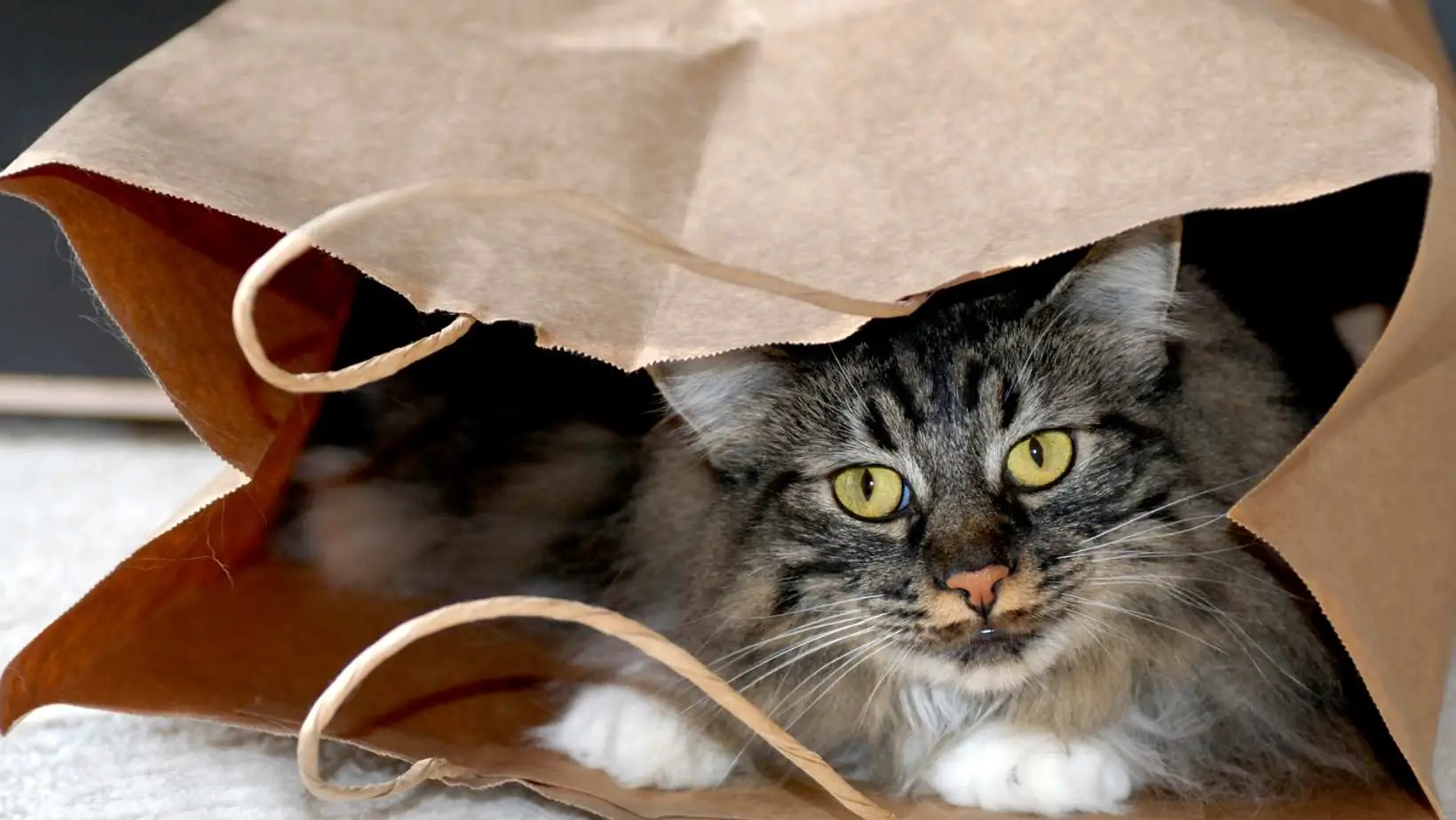 Why Do Cats Like Bags?