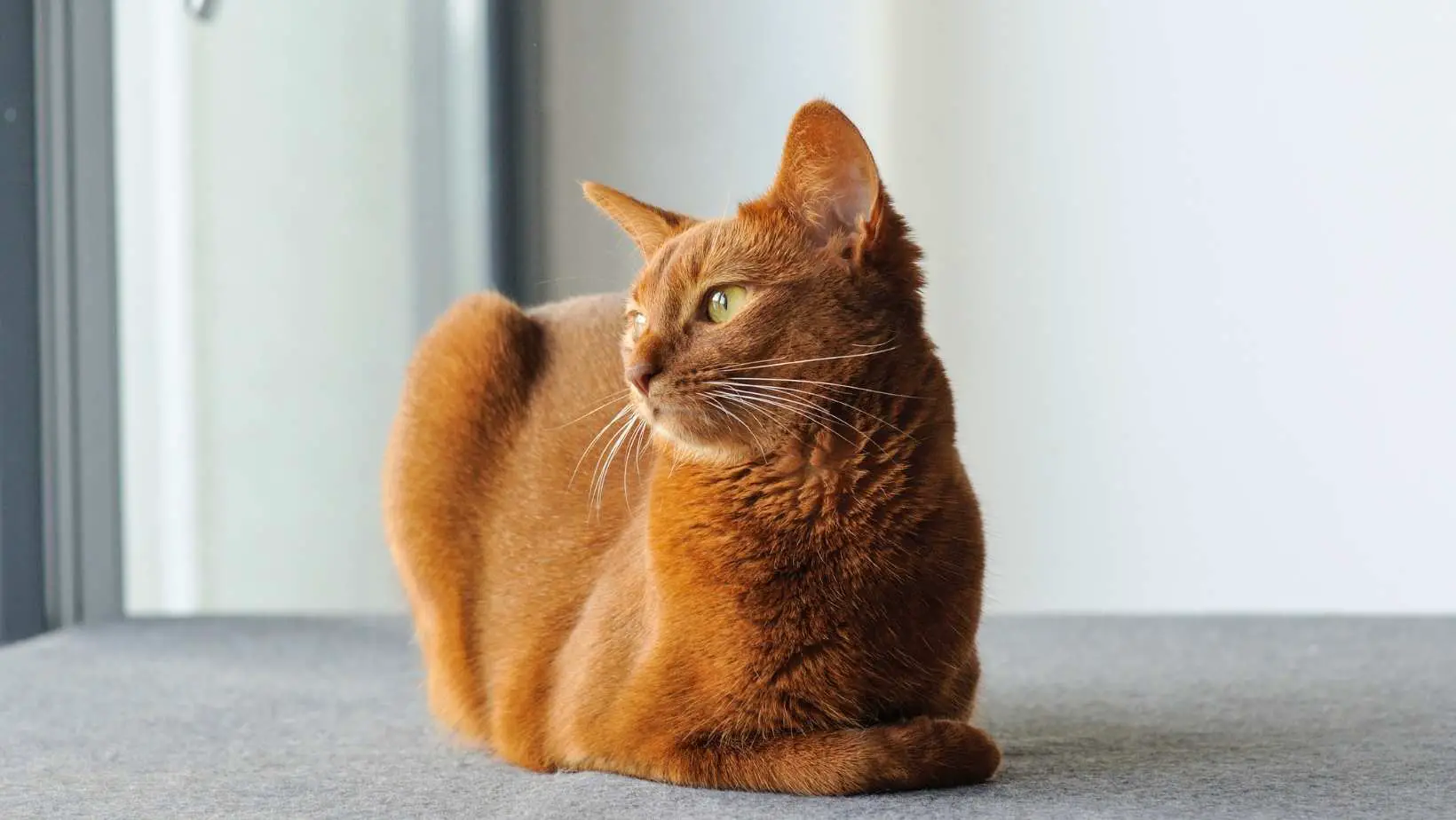 Thinking About Getting an Abyssinian Cat? Here’s What You Need to Know