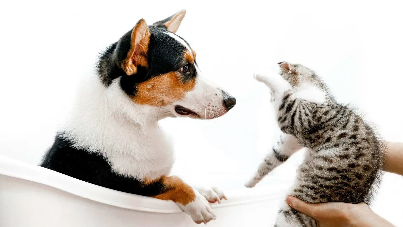 How to Introduce a Cat to a Dog?