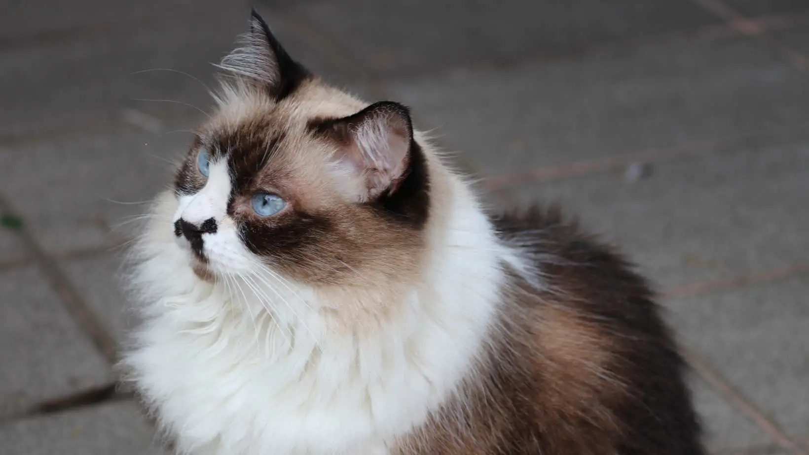 Everything You Need to Know about a Himalayan Cat Breed