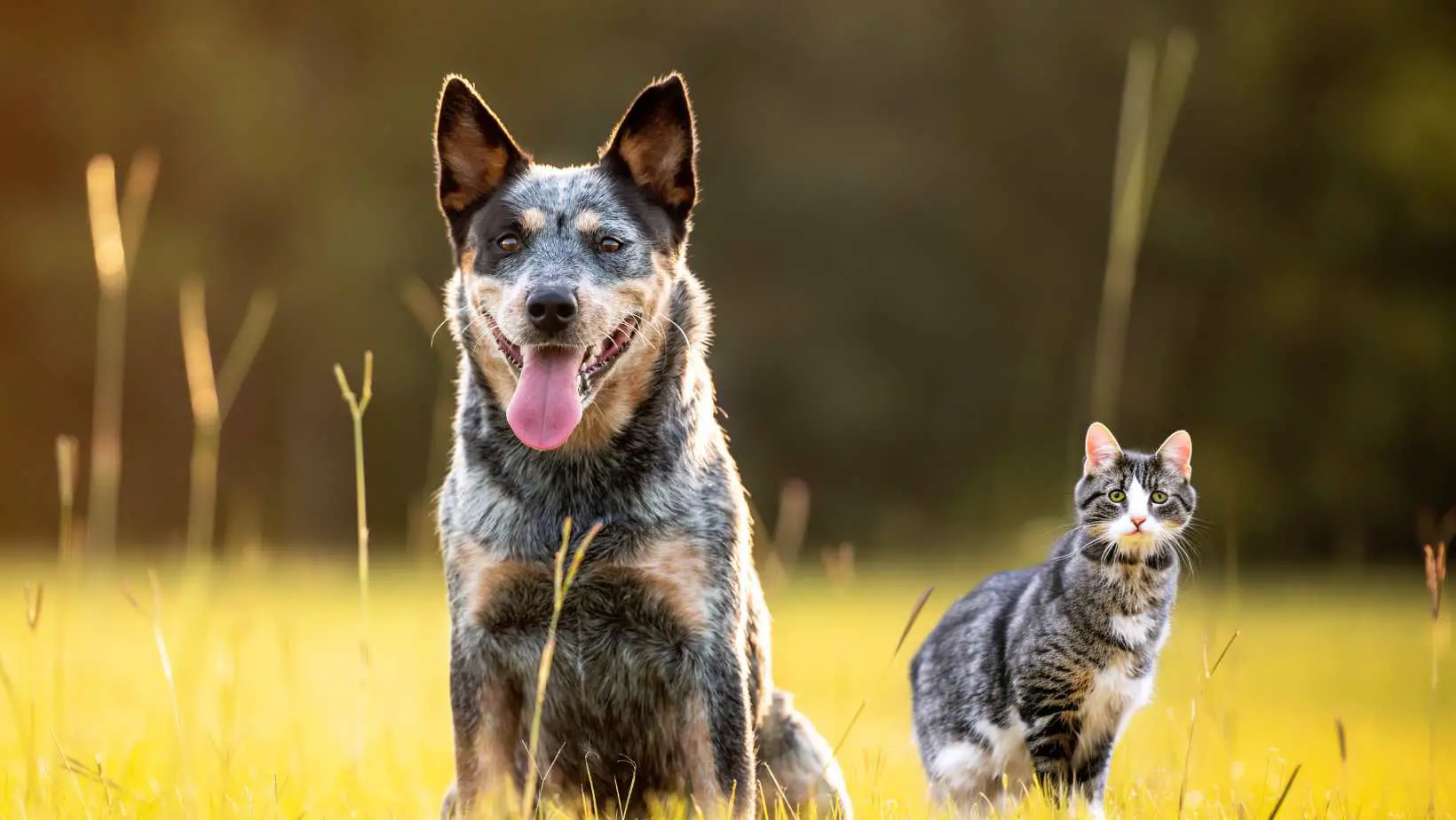 Are Blue Heelers Good With Cats?