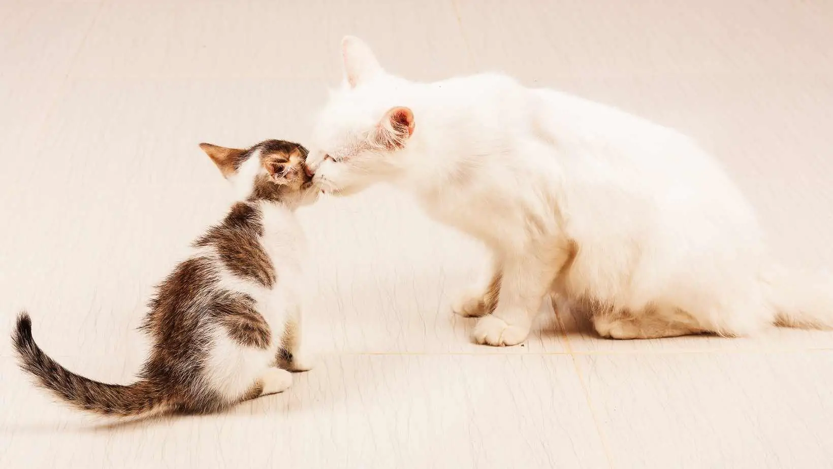 How to Introduce a Kitten to an Older Cat?