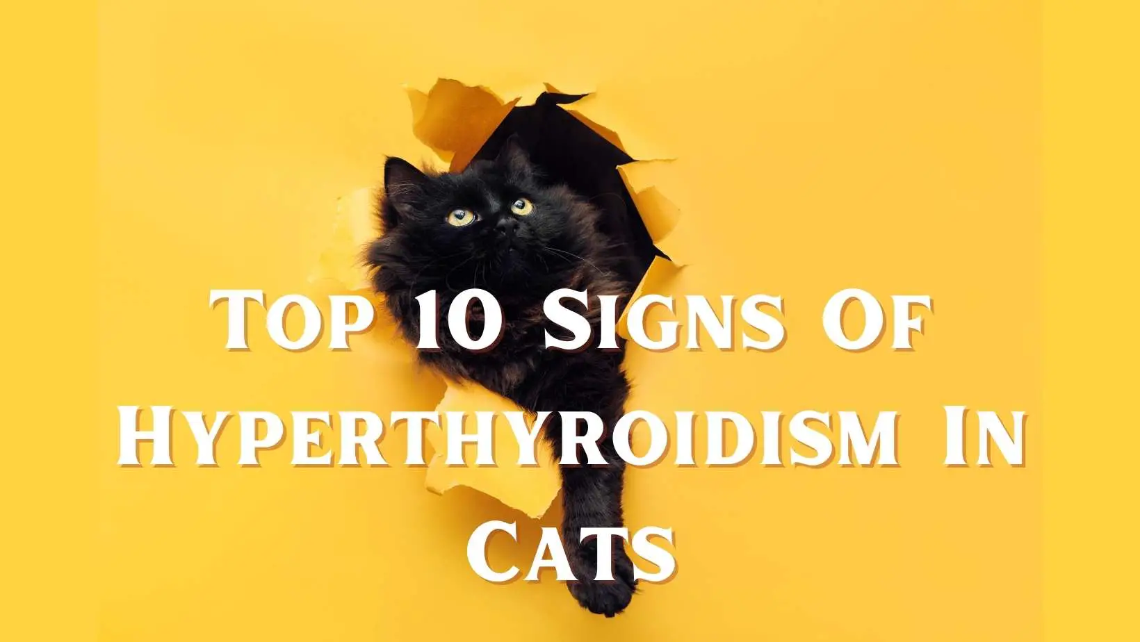 Top 10 Signs Of Hyperthyroidism In Cats