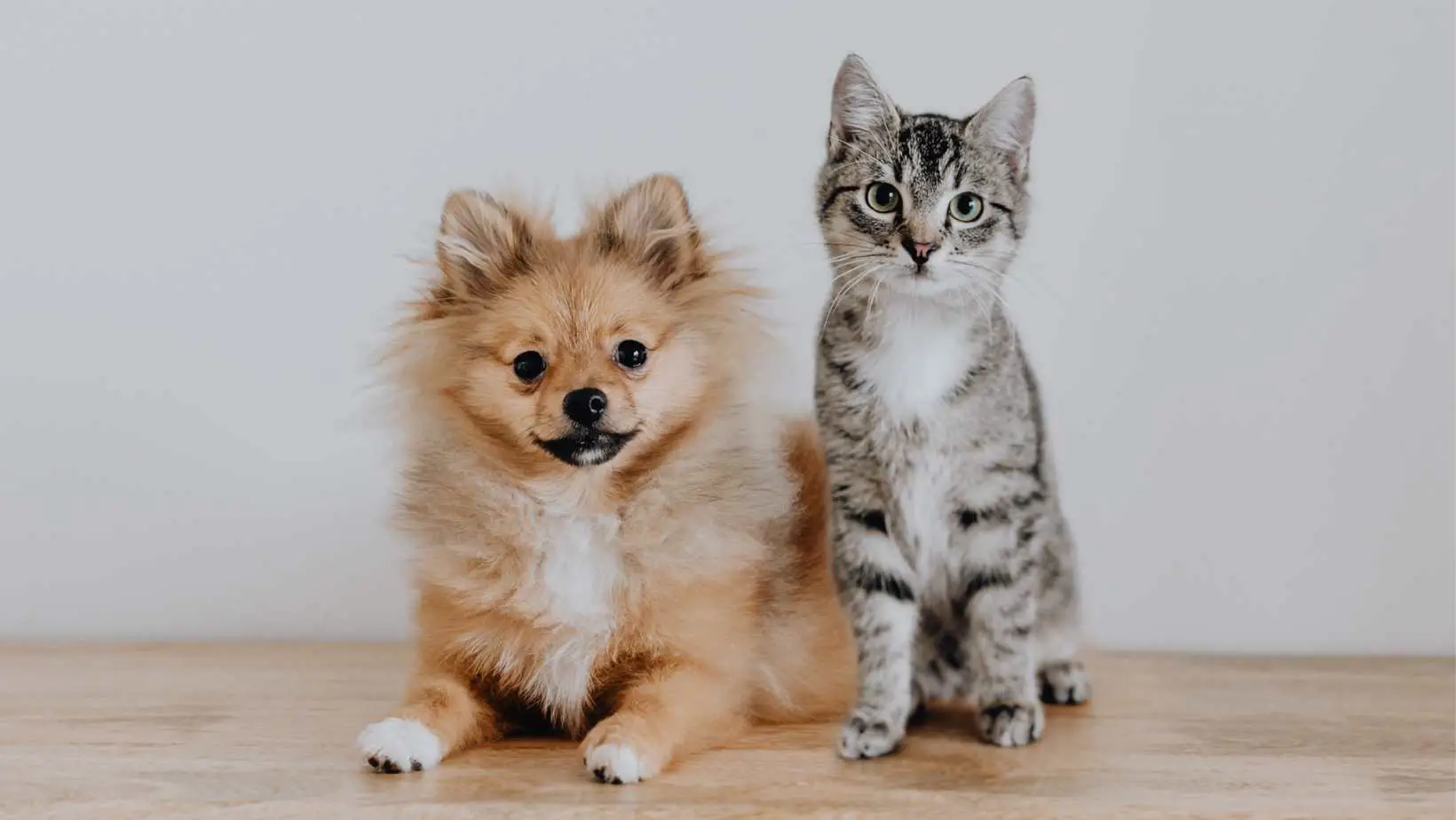 How Are Cats And Dogs Different?