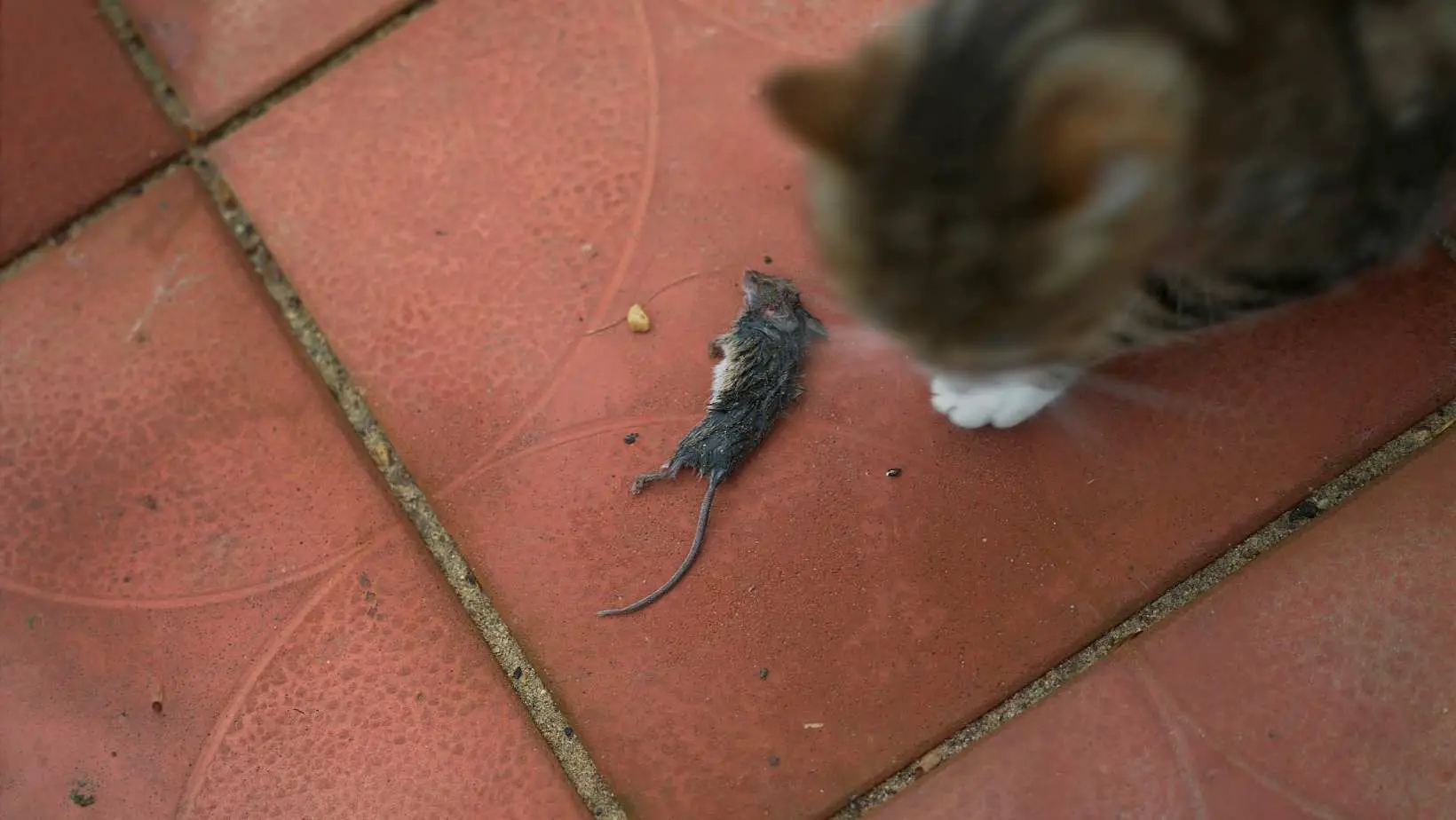 Here’s Why Cats Drop Dead Animals at Your Doorstep