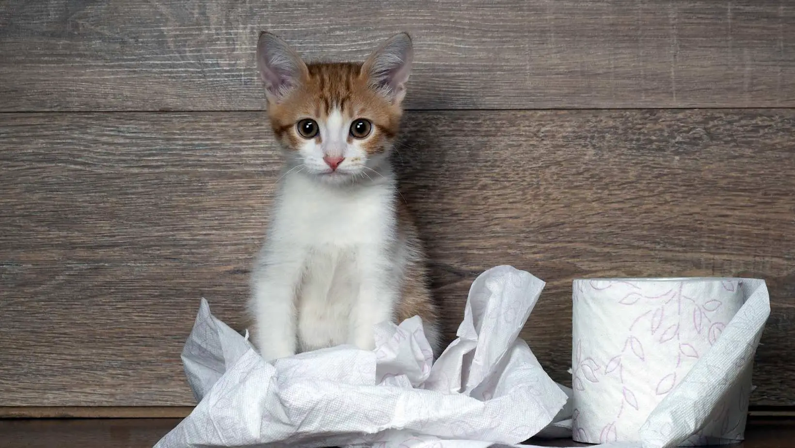 Why Do Cats Like to Sit on Paper?