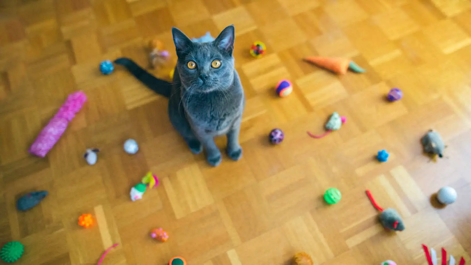 How to Make a Toy for Your Cat?