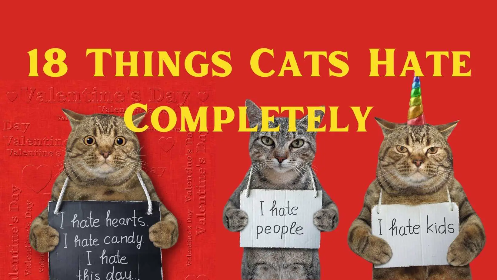 18 Things Cats Hate Completely