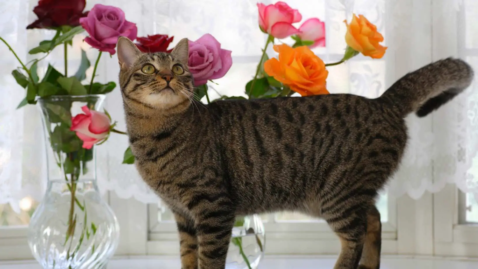 Are Roses Poisonous to Cats?