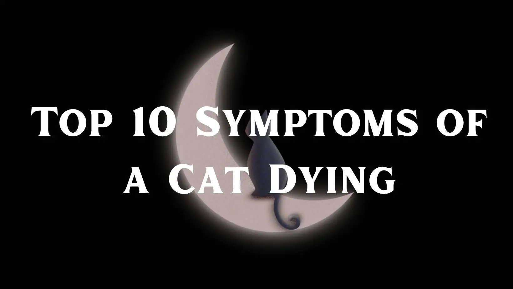 Top 10 Symptoms of a Cat Dying