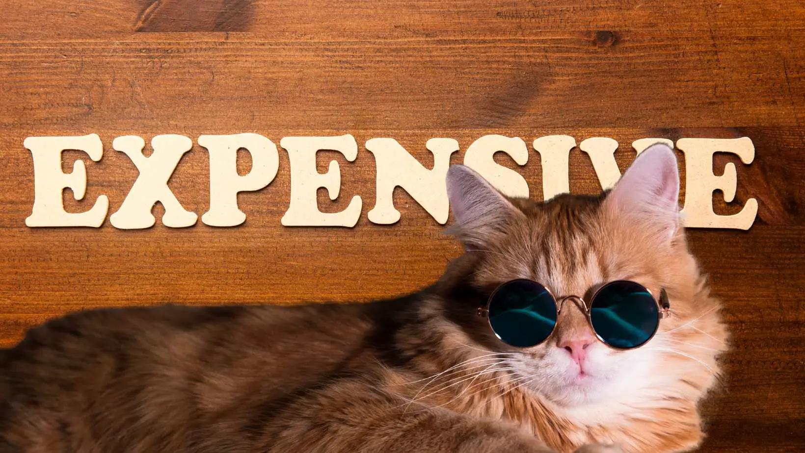 Are Cats Expensive?