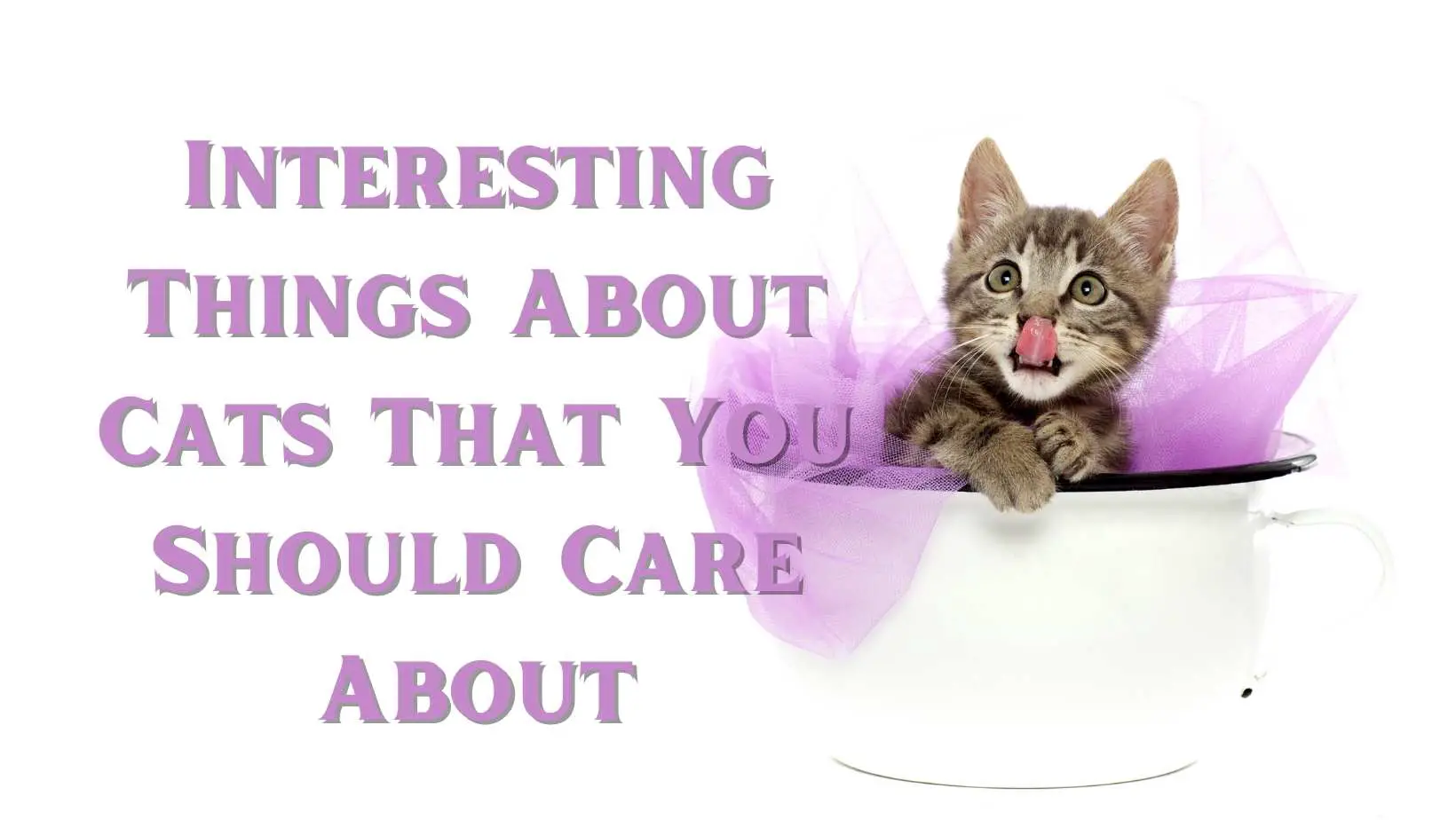 Interesting Things About Cats That You Should Care About