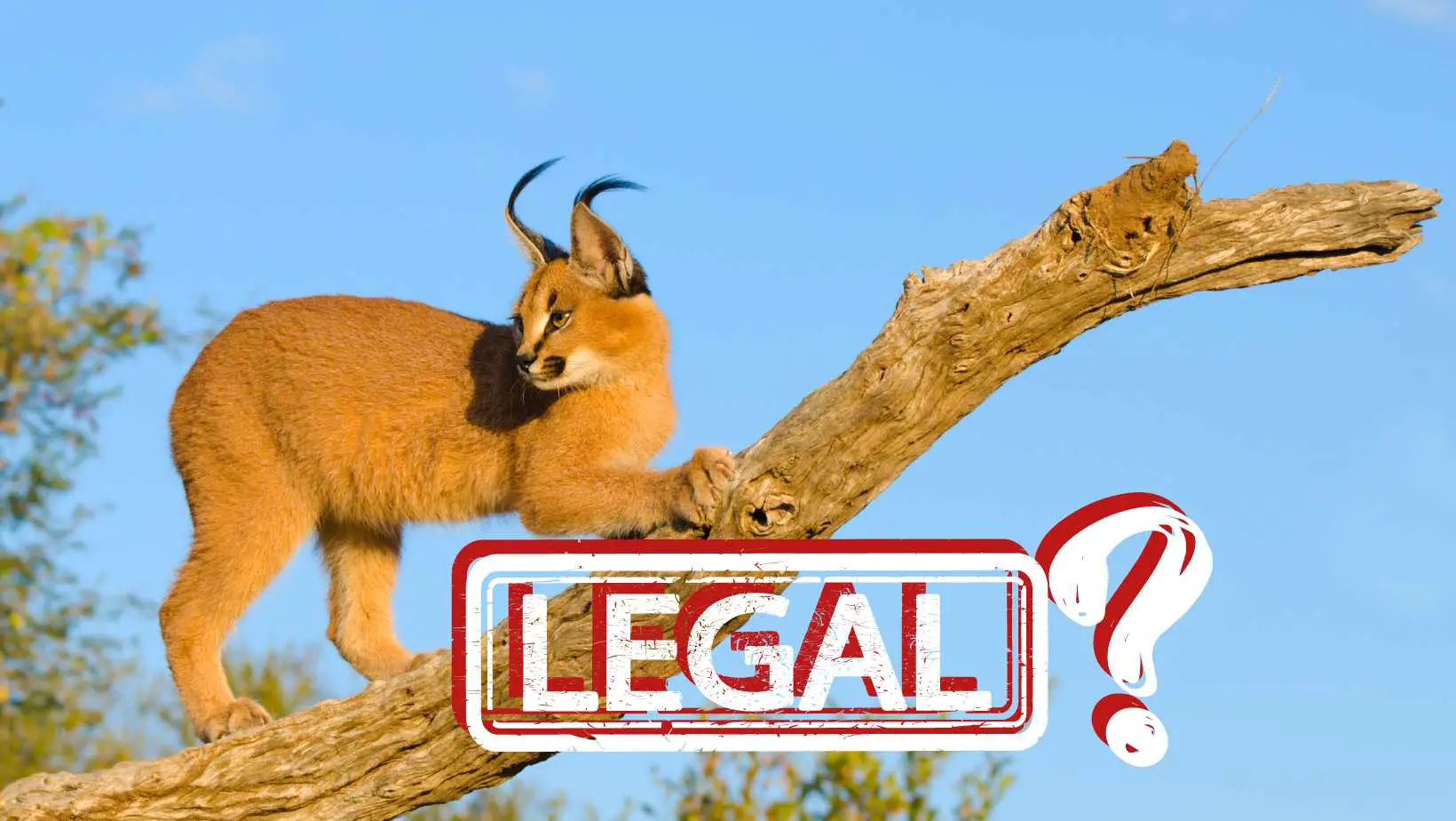 Are Caracal Cats Legal?