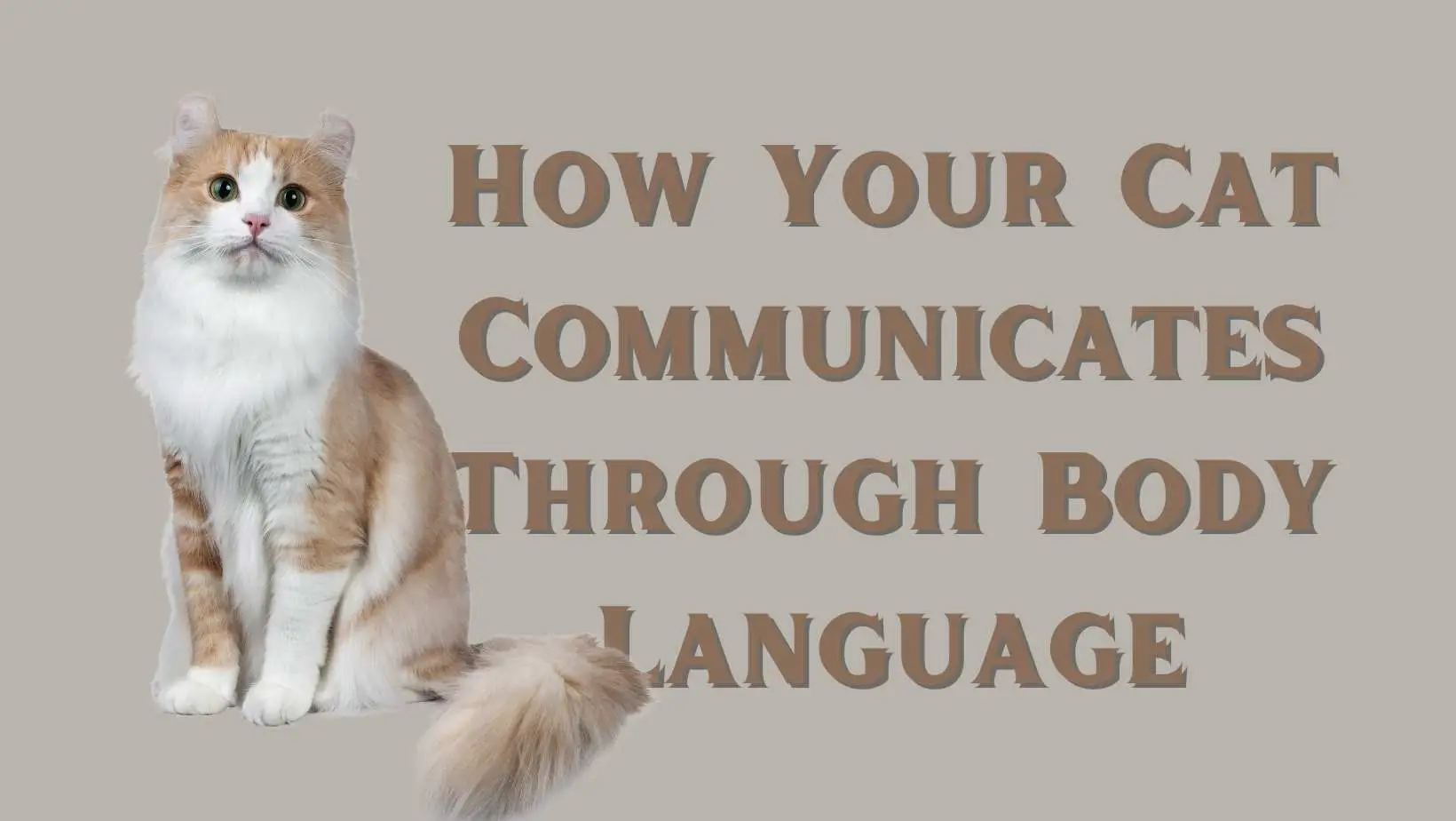 How Your Cat Communicates Through Body Language