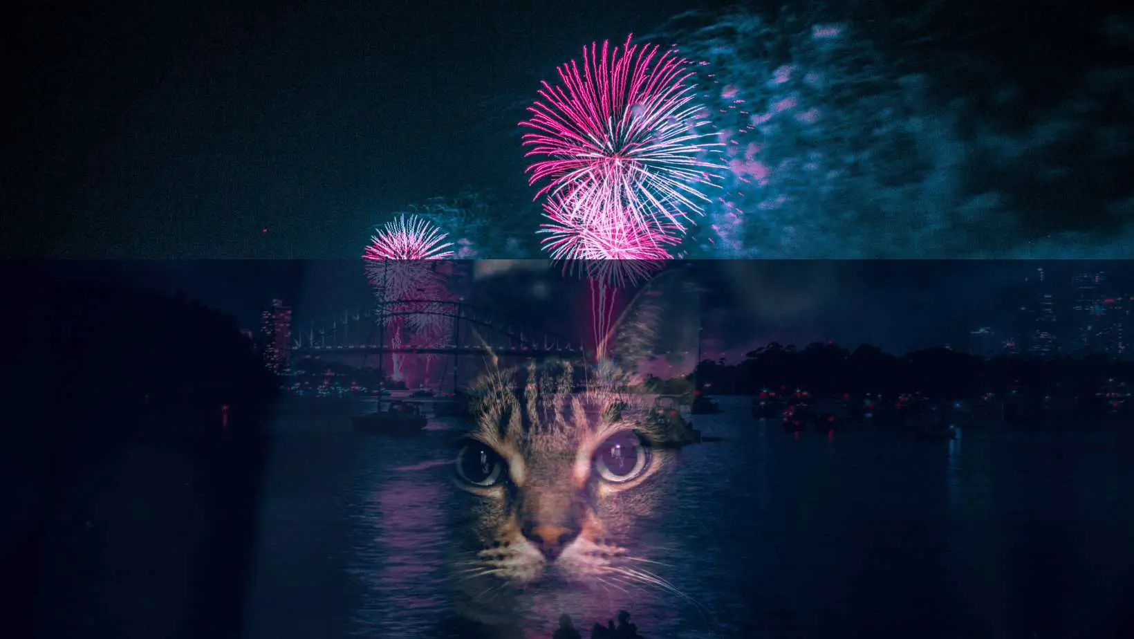 Are Cats Scared of Fireworks?