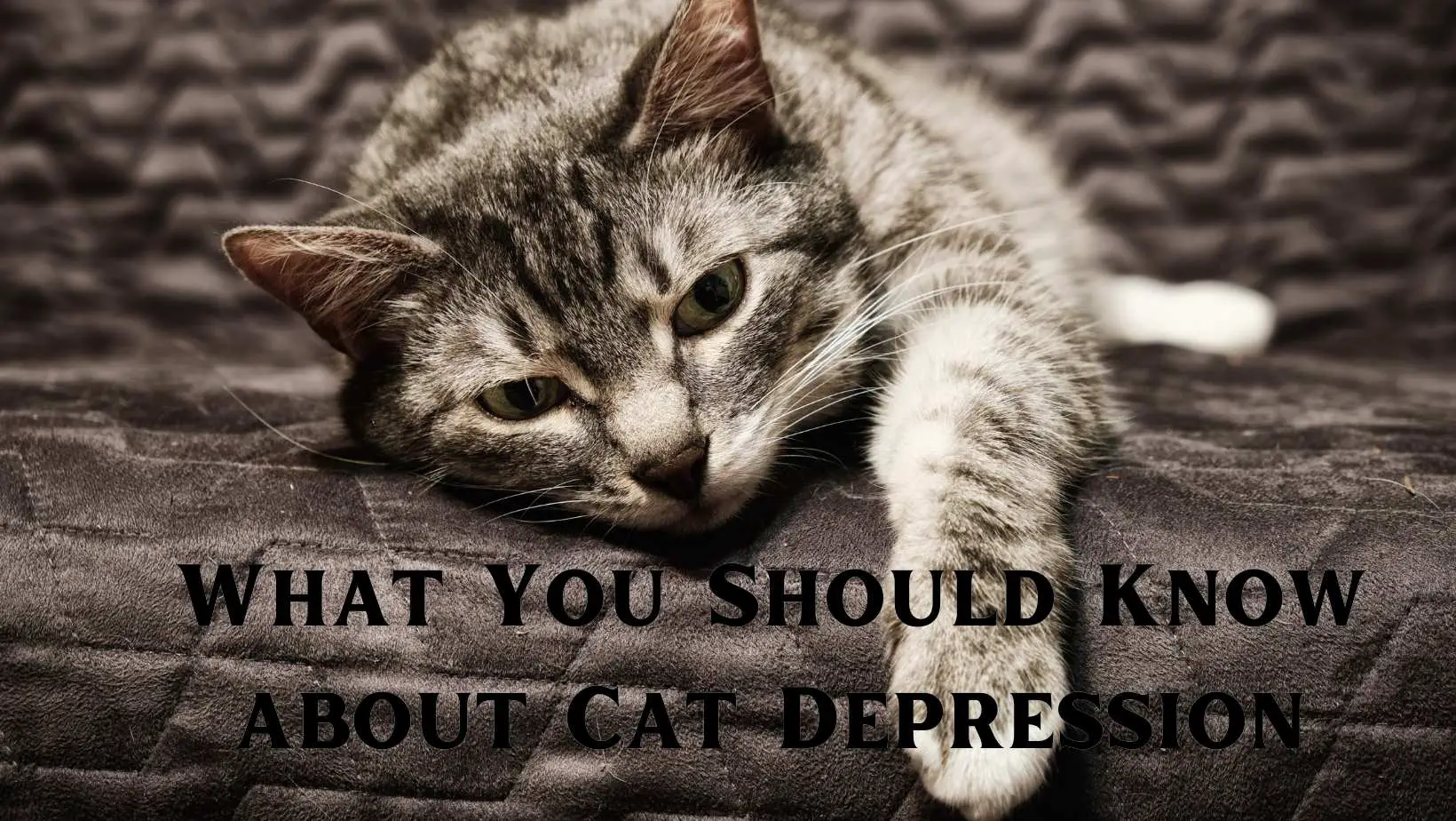 What You Should Know about Cat Depression