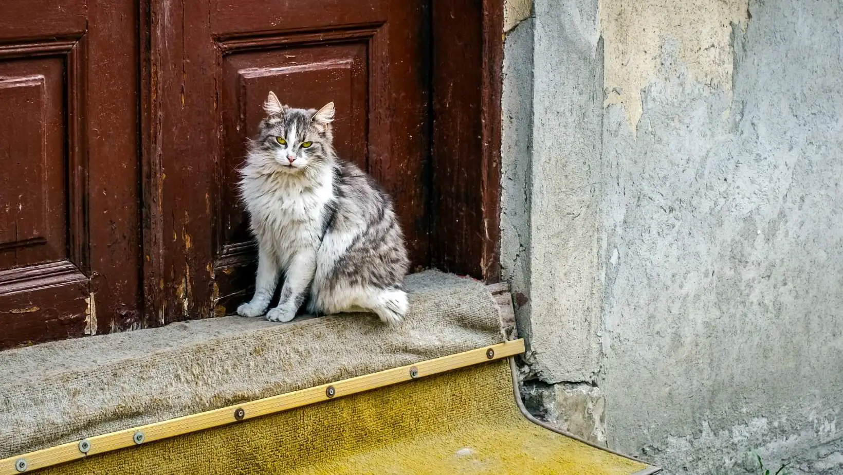 What can I feed a stray cat? When a stray cat appears at your door