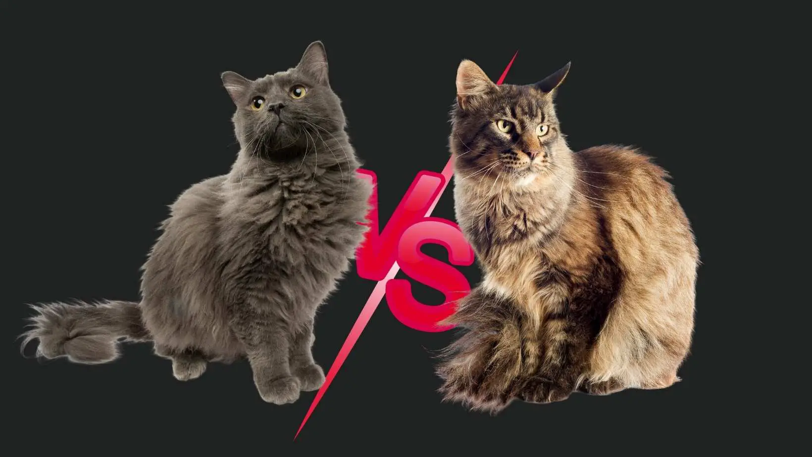 Domestic Longhair vs. Maine Coon Which One Is Better