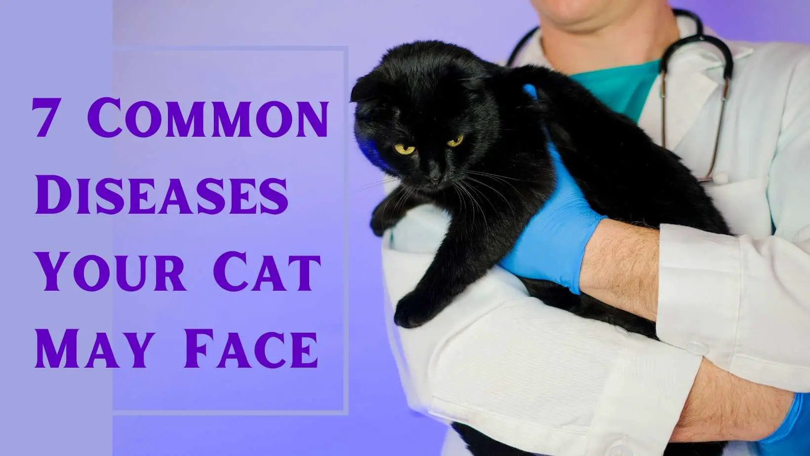 7 Common Diseases Your Cat May Face