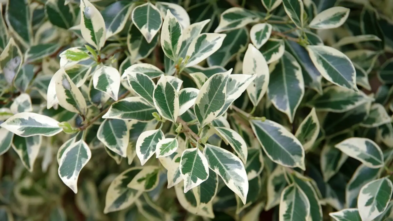 Is Ficus Toxic to Cats?