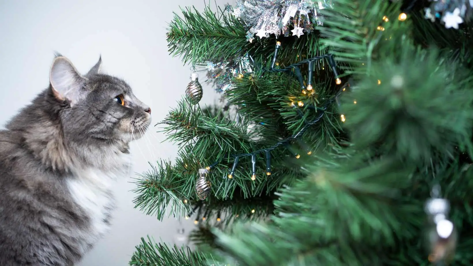 What Christmas Tree is Best for Cats?
