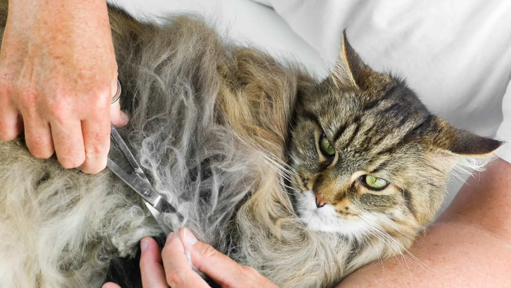 How to Get Rid of Matted Cat Fur