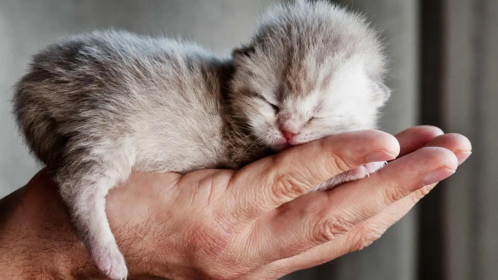 How to Take Care of a Baby Cat?/When Do Baby Cats Open Their Eyes?