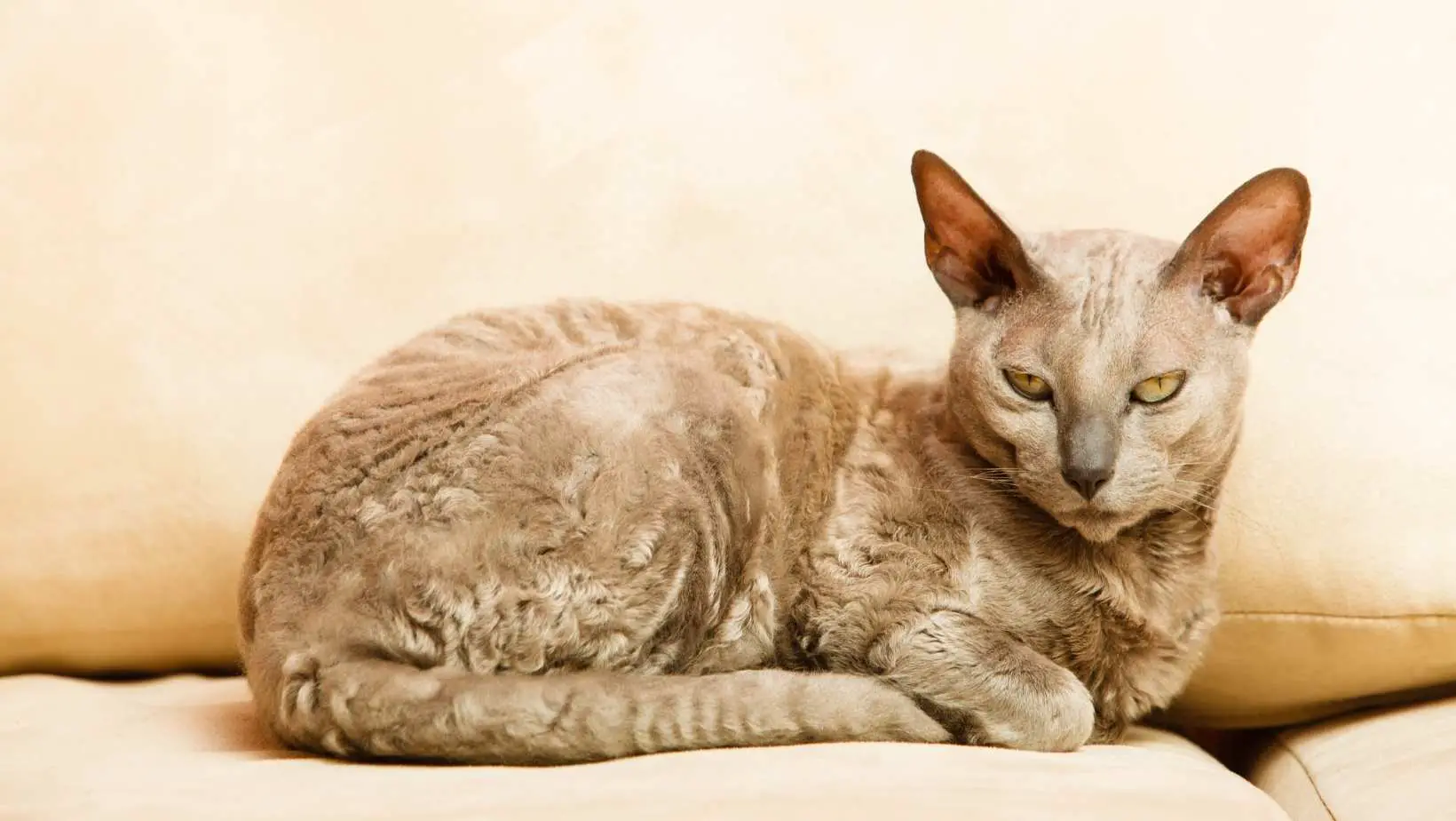 Are Egyptian Mau cats hypoallergenic?