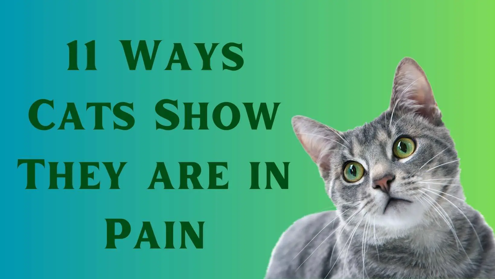 11 Ways Cats Show They are in Pain