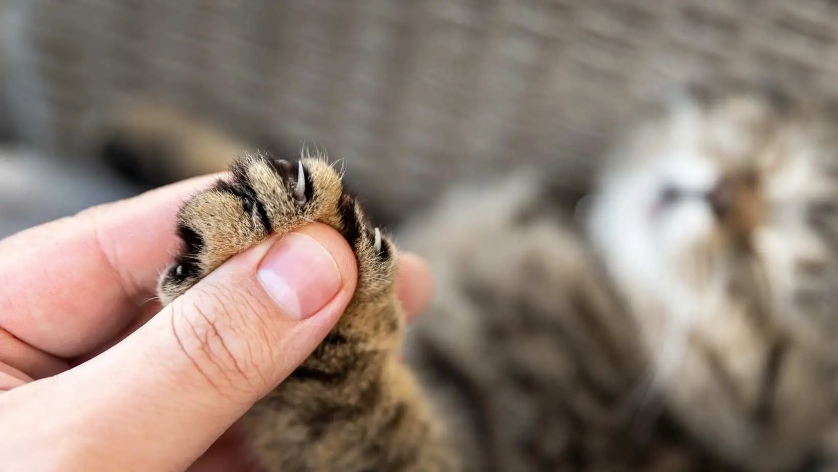 Declawing your cat: Cruel or Necessary?