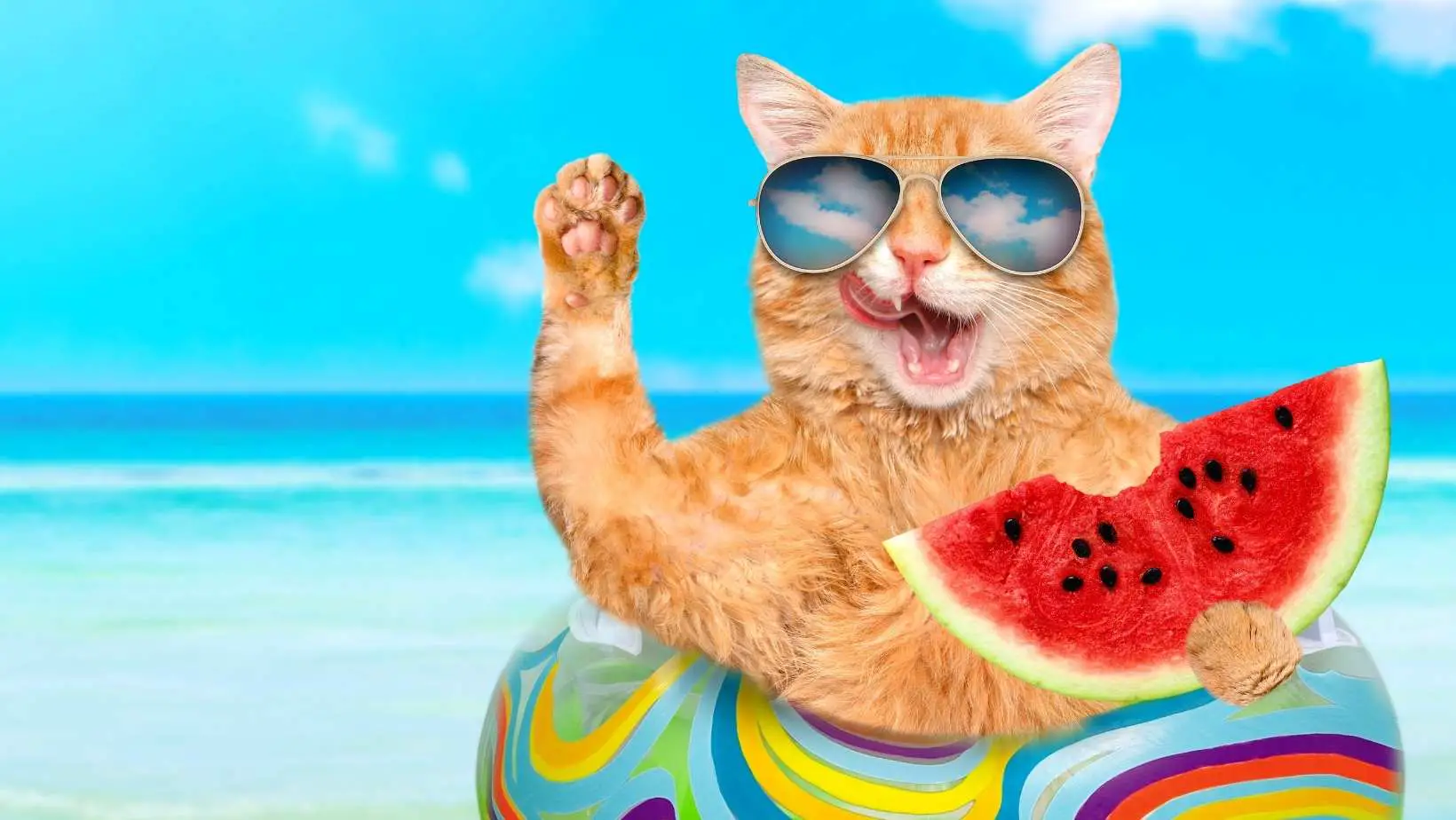 Is Watermelon Good for Cats?