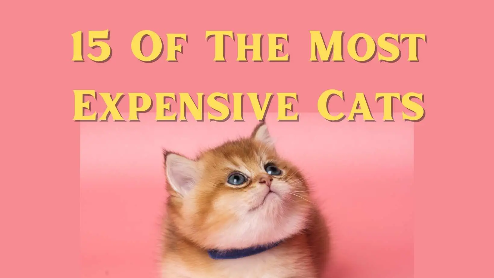 15 Of The Most Expensive Cats