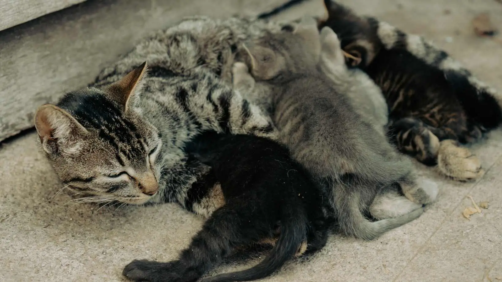 Can Cats Breastfeed After Being Spayed?