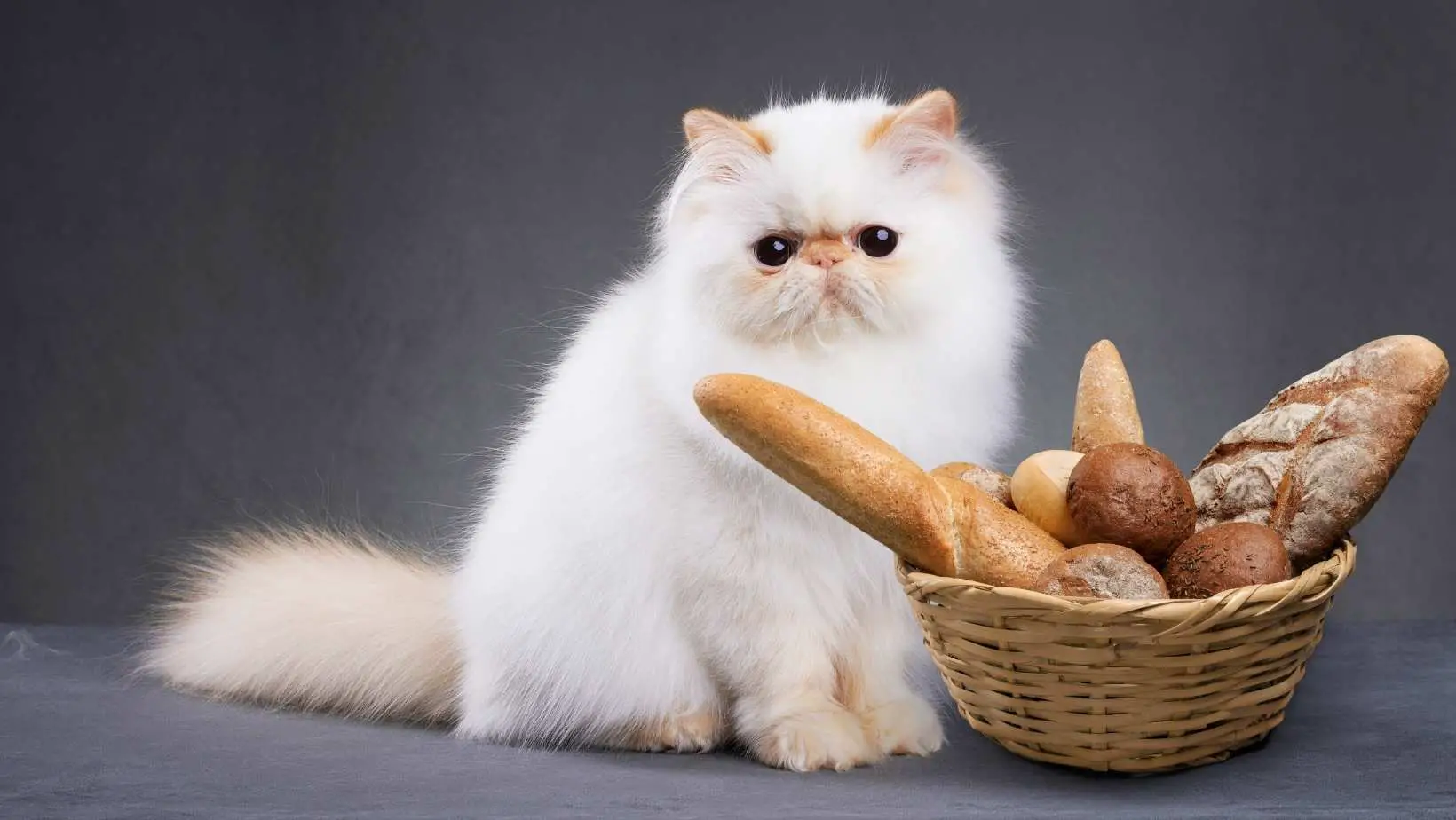Top 11 Surprising Reasons Why Does My Cat Like Bread